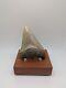 Megalodon Shark Tooth Fossil Huge 3.77 Meg With Display Stand