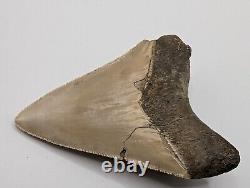 Megalodon Shark Tooth Fossil HUGE 3.77 Meg with Display Stand