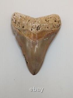 Megalodon Shark Tooth Fossil HUGE 4.4 Meg Tooth, AUTHENTIC FOSSIL