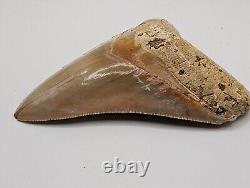 Megalodon Shark Tooth Fossil HUGE 4.4 Meg Tooth, AUTHENTIC FOSSIL