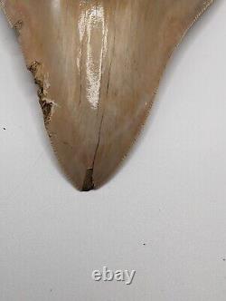 Megalodon Shark Tooth Fossil HUGE 4.4 Meg Tooth, AUTHENTIC FOSSIL