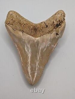 Megalodon Shark Tooth Fossil HUGE 4.4 Meg Tooth, AUTHENTIC FOSSIL