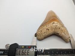 Megalodon Shark Tooth Fossil HUGE 4.4 Meg Tooth, AUTHENTIC FOSSIL