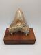 Megalodon Shark Tooth Fossil Huge 4.4 Meg Tooth With Display Stand