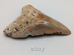 Megalodon Shark Tooth Fossil HUGE 4.4 Meg Tooth with Display Stand