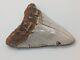 Megalodon Shark Tooth Fossil Huge 4.54 Meg, Authentic