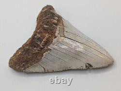 Megalodon Shark Tooth Fossil HUGE 4.54 Meg, Authentic