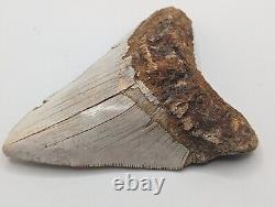 Megalodon Shark Tooth Fossil HUGE 4.54 Meg, Authentic