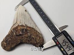 Megalodon Shark Tooth Fossil HUGE 4.54 Meg, Authentic