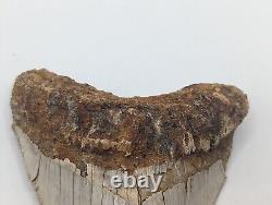 Megalodon Shark Tooth Fossil HUGE 4.54 Meg with Display Stand