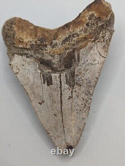 Megalodon Shark Tooth Fossil HUGE 4.54 Meg with Display Stand