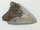 Megalodon Shark Tooth Fossil Huge 4.62 Meg, Authentic