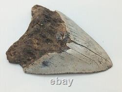 Megalodon Shark Tooth Fossil HUGE 4.62 Meg, Authentic