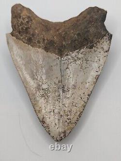 Megalodon Shark Tooth Fossil HUGE 4.62 Meg, Authentic