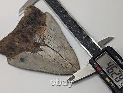 Megalodon Shark Tooth Fossil HUGE 4.62 Meg, Authentic