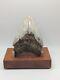 Megalodon Shark Tooth Fossil Huge 4.62 Meg With Display Stand