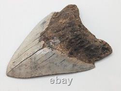 Megalodon Shark Tooth Fossil HUGE 4.62 Meg with Display Stand