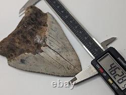Megalodon Shark Tooth Fossil HUGE 4.62 Meg with Display Stand