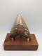 Megalodon Shark Tooth Fossil Huge 4.6 Meg With Display Stand
