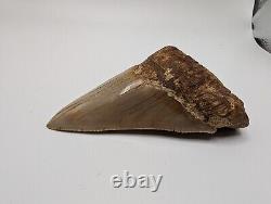 Megalodon Shark Tooth Fossil HUGE 4.6 Meg with Display Stand