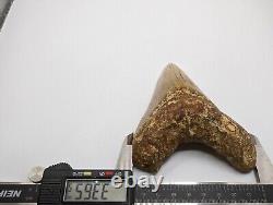 Megalodon Shark Tooth Fossil HUGE 4.6 Meg with Display Stand