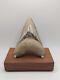 Megalodon Shark Tooth Fossil Huge 4.70 Meg With Display Stand Root Restored