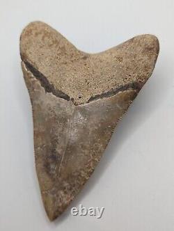 Megalodon Shark Tooth Fossil HUGE 4.70 Meg with Display Stand ROOT RESTORED