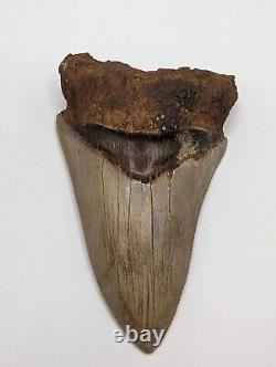 Megalodon Shark Tooth Fossil HUGE 5.07 Meg Unique Dagger Shape & Display Stand