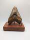 Megalodon Shark Tooth Fossil Huge 5 Meg Tooth With Display Stand