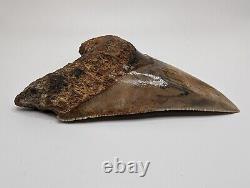 Megalodon Shark Tooth Fossil HUGE 5 Meg Tooth with Display Stand