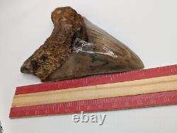 Megalodon Shark Tooth Fossil HUGE 5 Meg Tooth with Display Stand