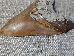 Megalodon Shark Tooth Fossil Indo Indonesian Meg HUGE 5.6 Orange UNRESTORED