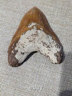 Megalodon Shark Tooth Fossil Indo Indonesian Meg HUGE 5.6 Orange UNRESTORED