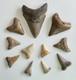 Megalodon Shark Tooth Fossil Lot (11) 3.9 Real Tooth + Mixed Size Sc No Repairs
