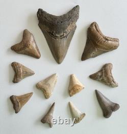 Megalodon Shark Tooth Fossil Lot (11) 3.9 REAL Tooth + Mixed Size SC No Repairs