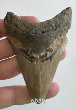 Megalodon Shark Tooth Fossil Lot (11) 3.9 REAL Tooth + Mixed Size SC No Repairs
