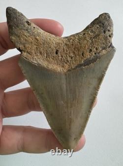 Megalodon Shark Tooth Fossil Lot (11) 3.9 REAL Tooth + Mixed Size SC No Repairs