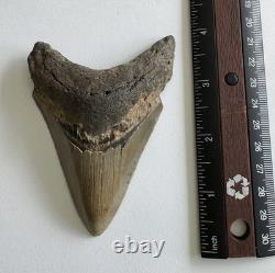 Megalodon Shark Tooth Fossil Lot (11) 3.9 REAL Tooth + Mixed Size SC No Repairs