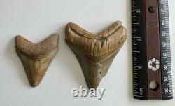 Megalodon Shark Tooth Fossil Lot (11) 3.9 REAL Tooth + Mixed Size SC No Repairs