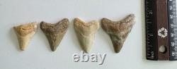 Megalodon Shark Tooth Fossil Lot (11) 3.9 REAL Tooth + Mixed Size SC No Repairs