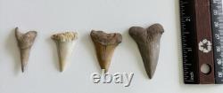 Megalodon Shark Tooth Fossil Lot (11) 3.9 REAL Tooth + Mixed Size SC No Repairs