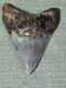 Megalodon Shark Tooth Fossil Meg Huge 4.6, Lightning Pattern