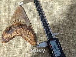 Megalodon Shark Tooth Fossil Meg HUGE 4.6, Lightning Pattern