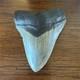 Megalodon Shark Tooth Fossil Megalodon Tooth Approx. 15,000,000 Years Old