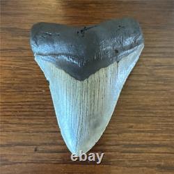 Megalodon Shark Tooth Fossil Megalodon Tooth Approx. 15,000,000 Years Old
