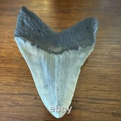 Megalodon Shark Tooth Fossil Megalodon Tooth Approx. 15,000,000 Years Old