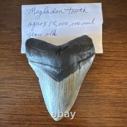 Megalodon Shark Tooth Fossil Megalodon Tooth Approx. 15,000,000 Years Old