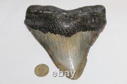 Megalodon Shark Tooth Fossil NO Repair Natural 5.93 HUGE BEAUTIFUL TOOTH