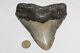 Megalodon Shark Tooth Fossil No Repair Natural 5.93 Huge Beautiful Tooth