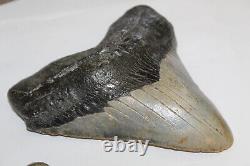 Megalodon Shark Tooth Fossil NO Repair Natural 5.93 HUGE BEAUTIFUL TOOTH